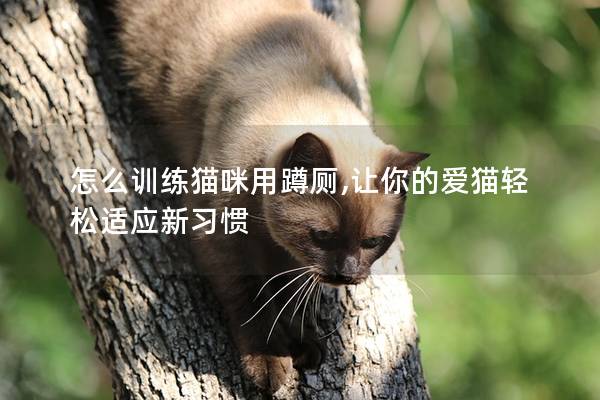 怎么训练猫咪用蹲厕,让你的爱猫轻松适应新习惯