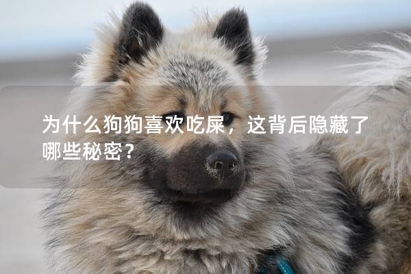 为什么狗狗喜欢吃屎，这背后隐藏了哪些秘密？