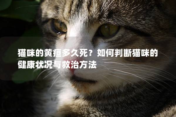 猫咪的黄疸多久死？如何判断猫咪的健康状况与救治方法