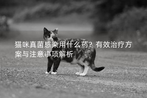 猫咪真菌感染用什么药？有效治疗方案与注意事项解析