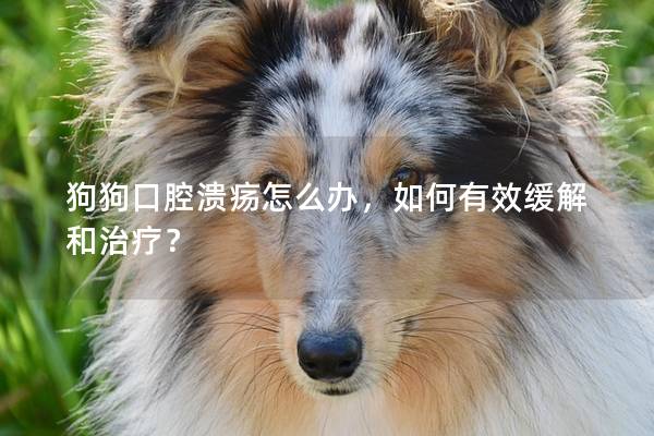 狗狗口腔溃疡怎么办，如何有效缓解和治疗？