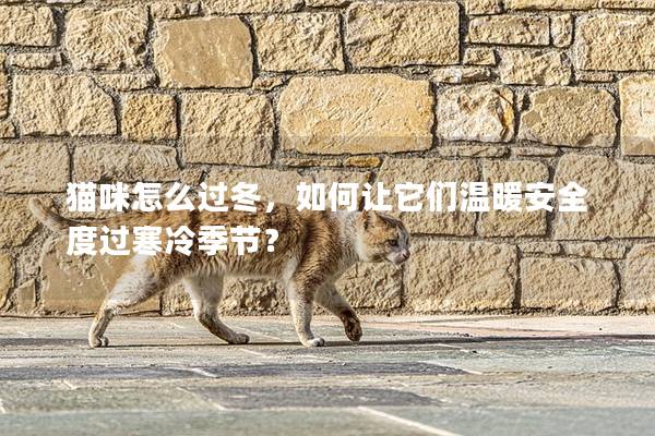 猫咪怎么过冬，如何让它们温暖安全度过寒冷季节？