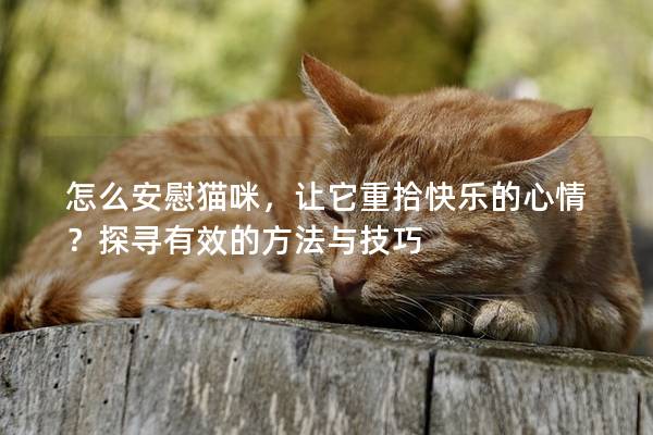 怎么安慰猫咪，让它重拾快乐的心情？探寻有效的方法与技巧