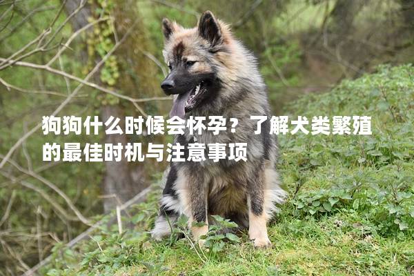 狗狗什么时候会怀孕？了解犬类繁殖的最佳时机与注意事项