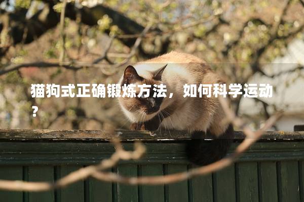 猫狗式正确锻炼方法，如何科学运动？