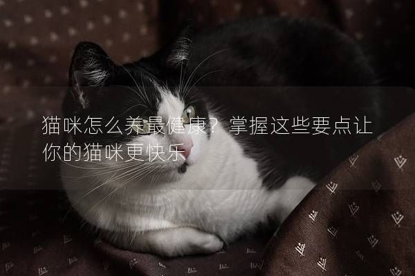 猫咪怎么养最健康？掌握这些要点让你的猫咪更快乐