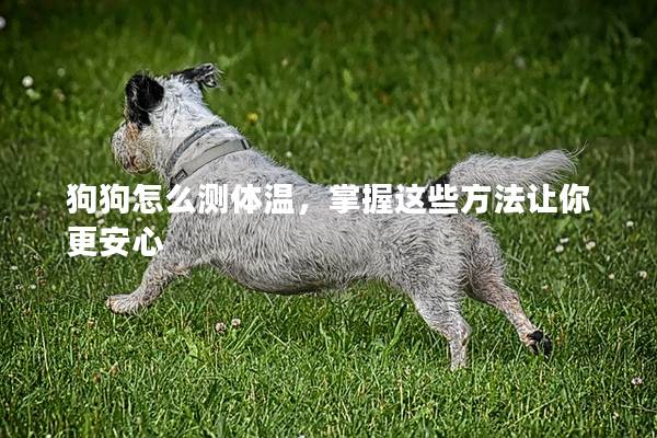 狗狗怎么测体温，掌握这些方法让你更安心