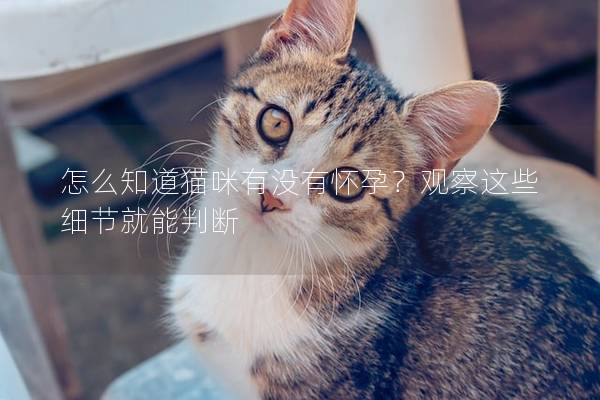 怎么知道猫咪有没有怀孕？观察这些细节就能判断