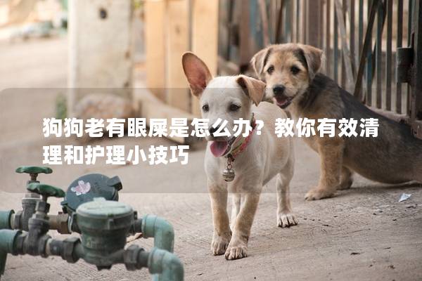 狗狗老有眼屎是怎么办？教你有效清理和护理小技巧