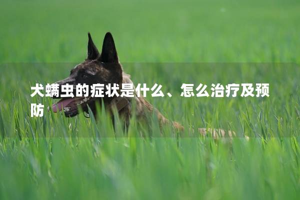 犬螨虫的症状是什么、怎么治疗及预防