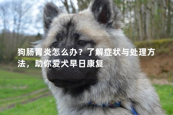 狗肠胃炎怎么办？了解症状与处理方法，助你爱犬早日康复