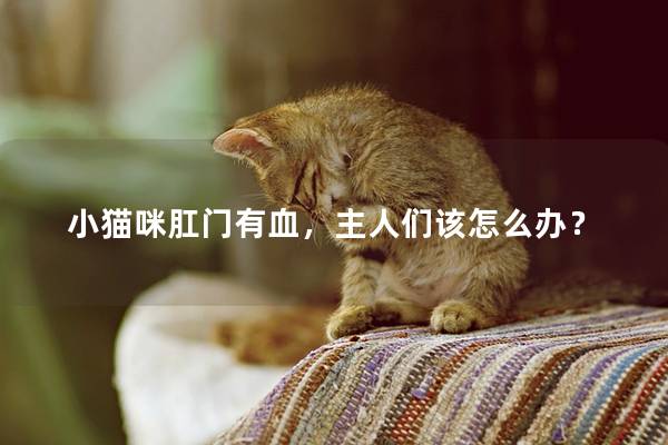 小猫咪肛门有血，主人们该怎么办？