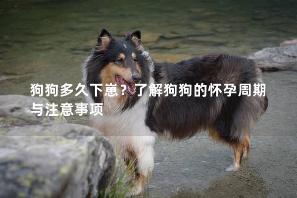 狗狗多久下崽？了解狗狗的怀孕周期与注意事项