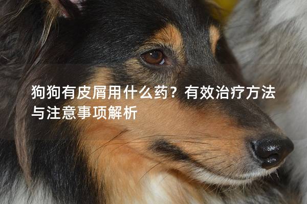 狗狗有皮屑用什么药？有效治疗方法与注意事项解析