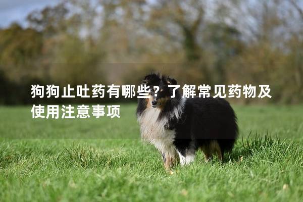 狗狗止吐药有哪些？了解常见药物及使用注意事项