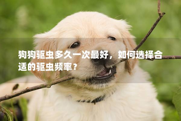 狗狗驱虫多久一次最好，如何选择合适的驱虫频率？