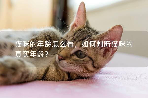 猫咪的年龄怎么看，如何判断猫咪的真实年龄？