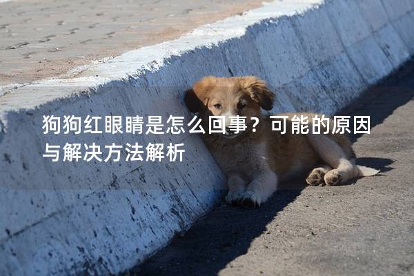 狗狗红眼睛是怎么回事？可能的原因与解决方法解析