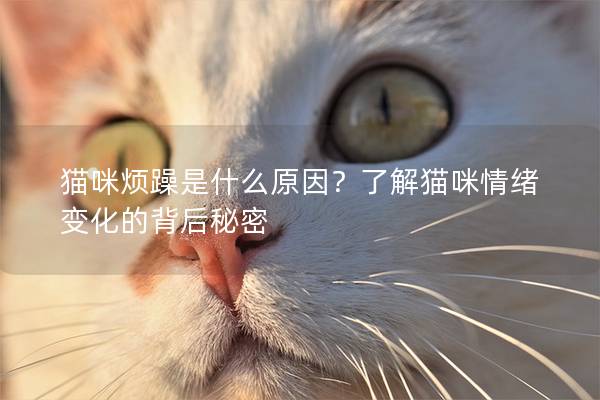 猫咪烦躁是什么原因？了解猫咪情绪变化的背后秘密