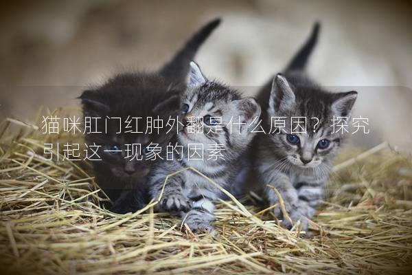 猫咪肛门红肿外翻是什么原因？探究引起这一现象的因素