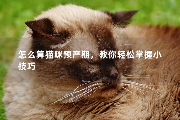 怎么算猫咪预产期，教你轻松掌握小技巧