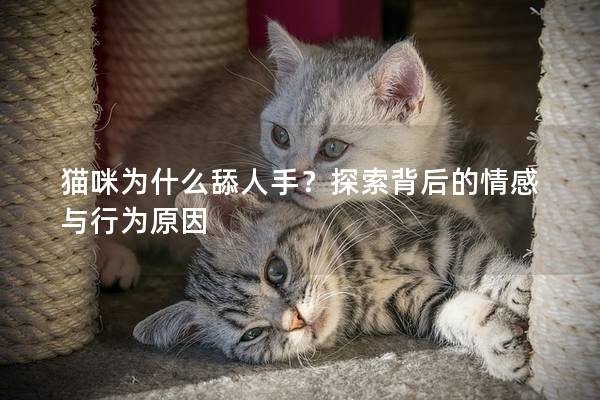 猫咪为什么舔人手？探索背后的情感与行为原因