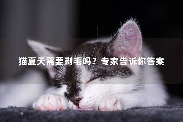 猫夏天需要剃毛吗？专家告诉你答案