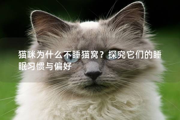 猫咪为什么不睡猫窝？探究它们的睡眠习惯与偏好