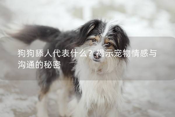 狗狗舔人代表什么？揭示宠物情感与沟通的秘密