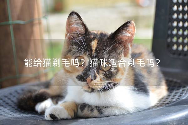 能给猫剃毛吗？猫咪适合剃毛吗？