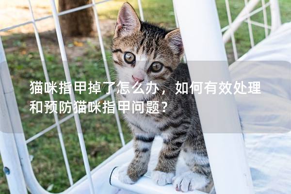 猫咪指甲掉了怎么办，如何有效处理和预防猫咪指甲问题？