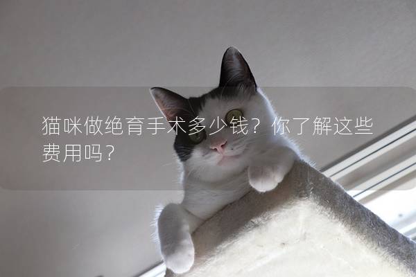 猫咪做绝育手术多少钱？你了解这些费用吗？