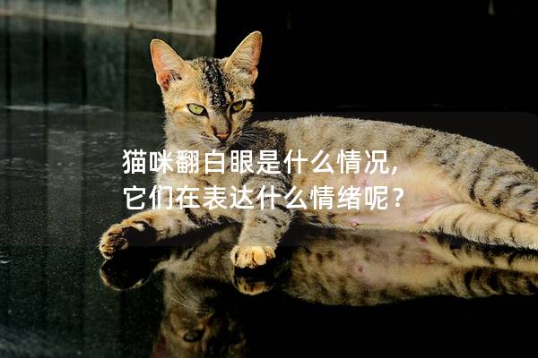 猫咪翻白眼是什么情况, 它们在表达什么情绪呢？