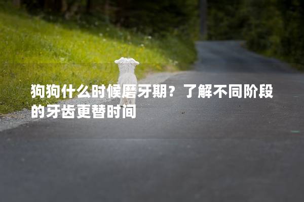 狗狗什么时候磨牙期？了解不同阶段的牙齿更替时间