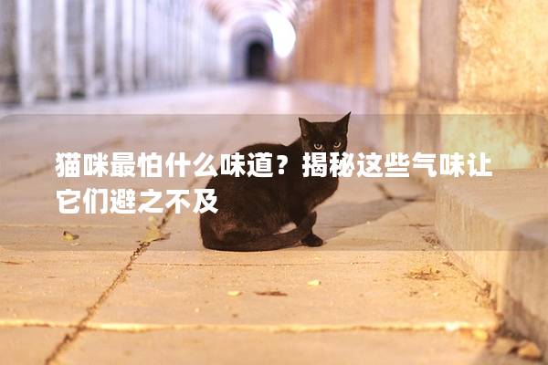 猫咪最怕什么味道？揭秘这些气味让它们避之不及