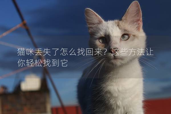 猫咪丢失了怎么找回来？这些方法让你轻松找到它