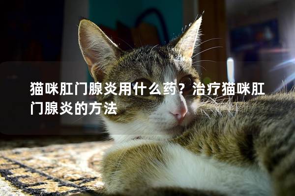 猫咪肛门腺炎用什么药？治疗猫咪肛门腺炎的方法