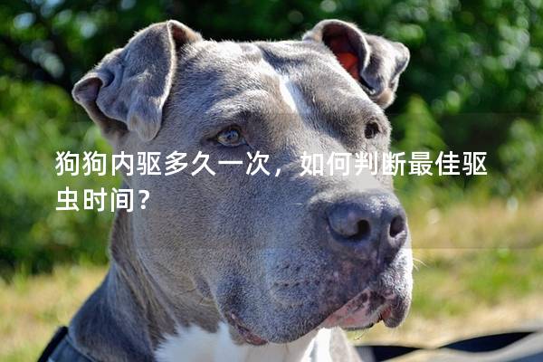 狗狗内驱多久一次，如何判断最佳驱虫时间？