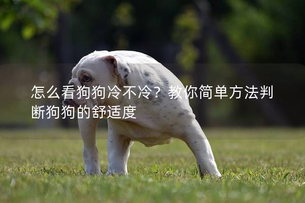 怎么看狗狗冷不冷？教你简单方法判断狗狗的舒适度