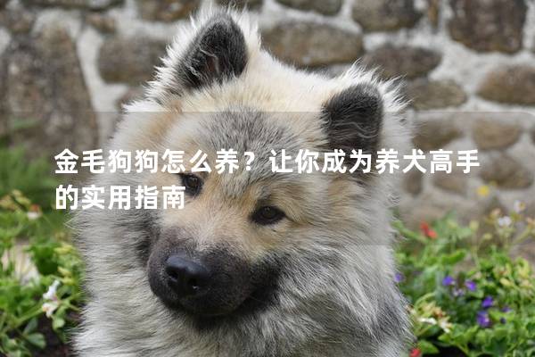 金毛狗狗怎么养？让你成为养犬高手的实用指南