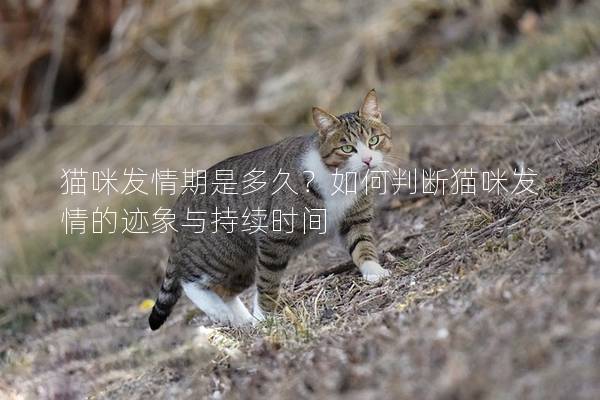 猫咪发情期是多久？如何判断猫咪发情的迹象与持续时间