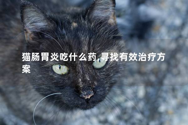 猫肠胃炎吃什么药,寻找有效治疗方案