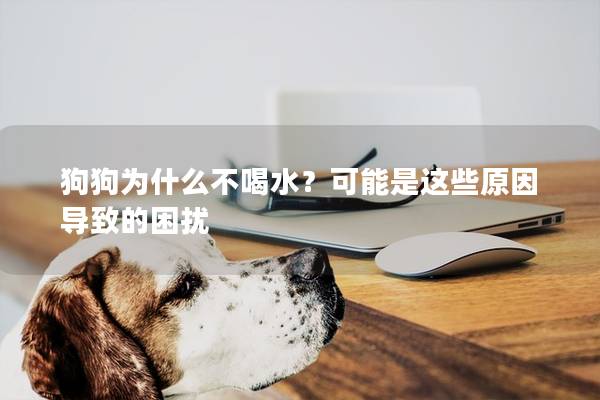 狗狗为什么不喝水？可能是这些原因导致的困扰