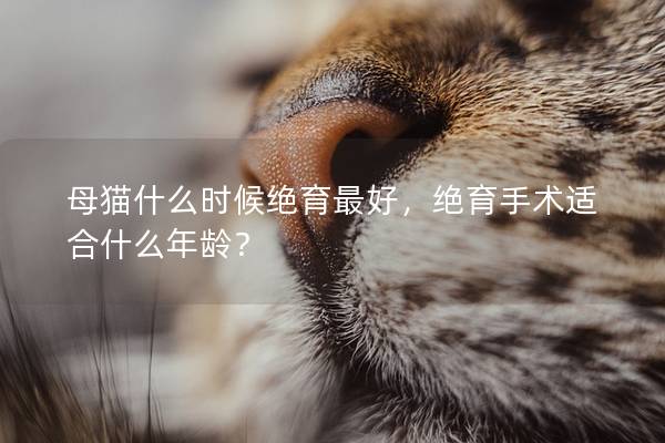 母猫什么时候绝育最好，绝育手术适合什么年龄？