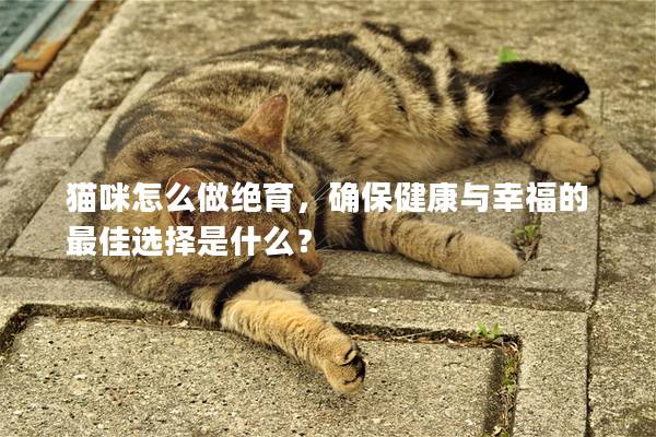 猫咪怎么做绝育，确保健康与幸福的最佳选择是什么？