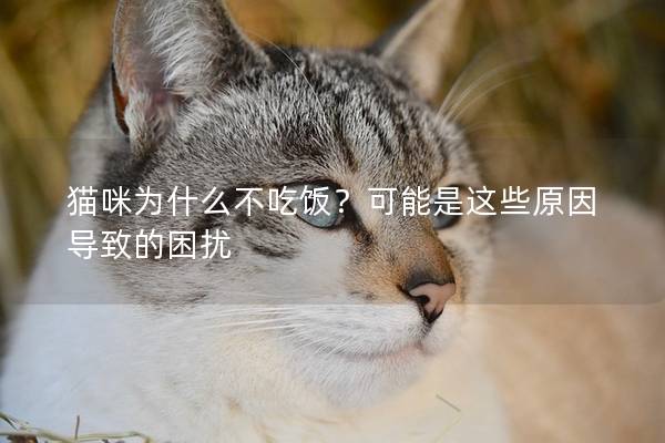 猫咪为什么不吃饭？可能是这些原因导致的困扰