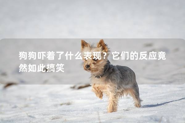 狗狗吓着了什么表现？它们的反应竟然如此搞笑