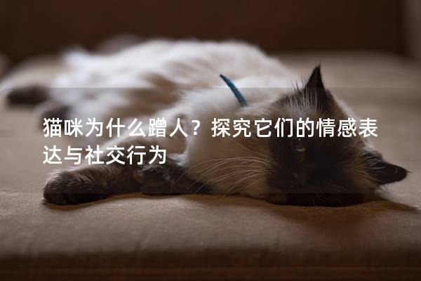 猫咪为什么蹭人？探究它们的情感表达与社交行为