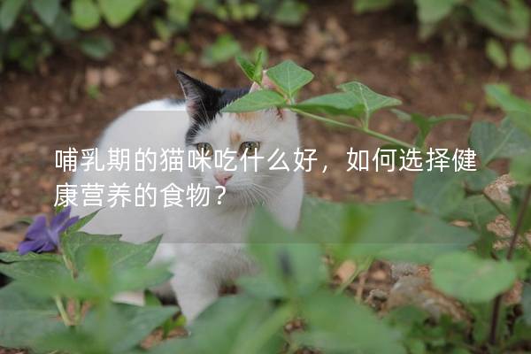 哺乳期的猫咪吃什么好，如何选择健康营养的食物？