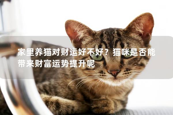 家里养猫对财运好不好？猫咪是否能带来财富运势提升呢